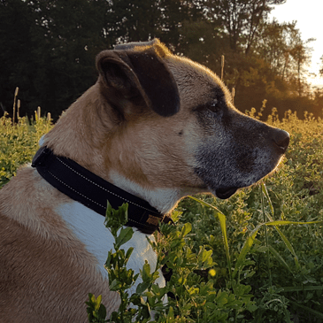 Dog sitting in tall grass