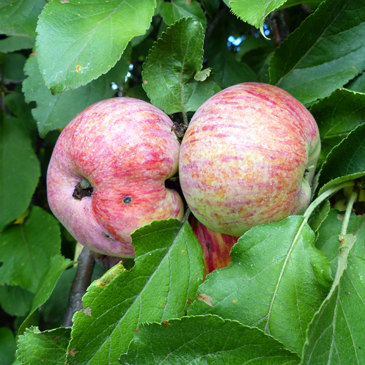 Apples growing on a tree