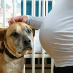 Dog with a pregnant woman