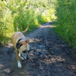 A dog walking off leash along a muddy path