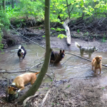 Five dogs wading in a pond in the forest