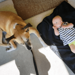 Dog and baby laying beside each other