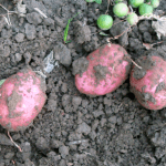 Red potatoes lying on the dirt
