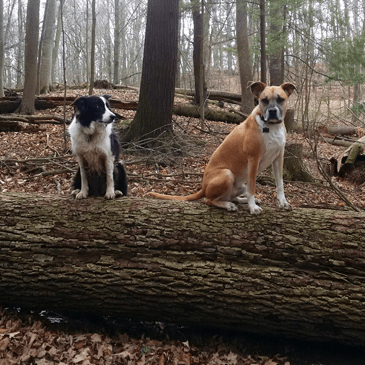 Two dogs sitting on a log in the forest