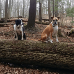 Two dogs sitting on a log in the forest