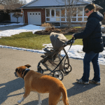 Walking a dog while pushing a stroller