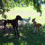 Three dogs greeting each other at the dog park