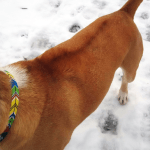 A dog with hackles raised on his back