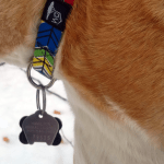 Tags hanging from a dog's collar
